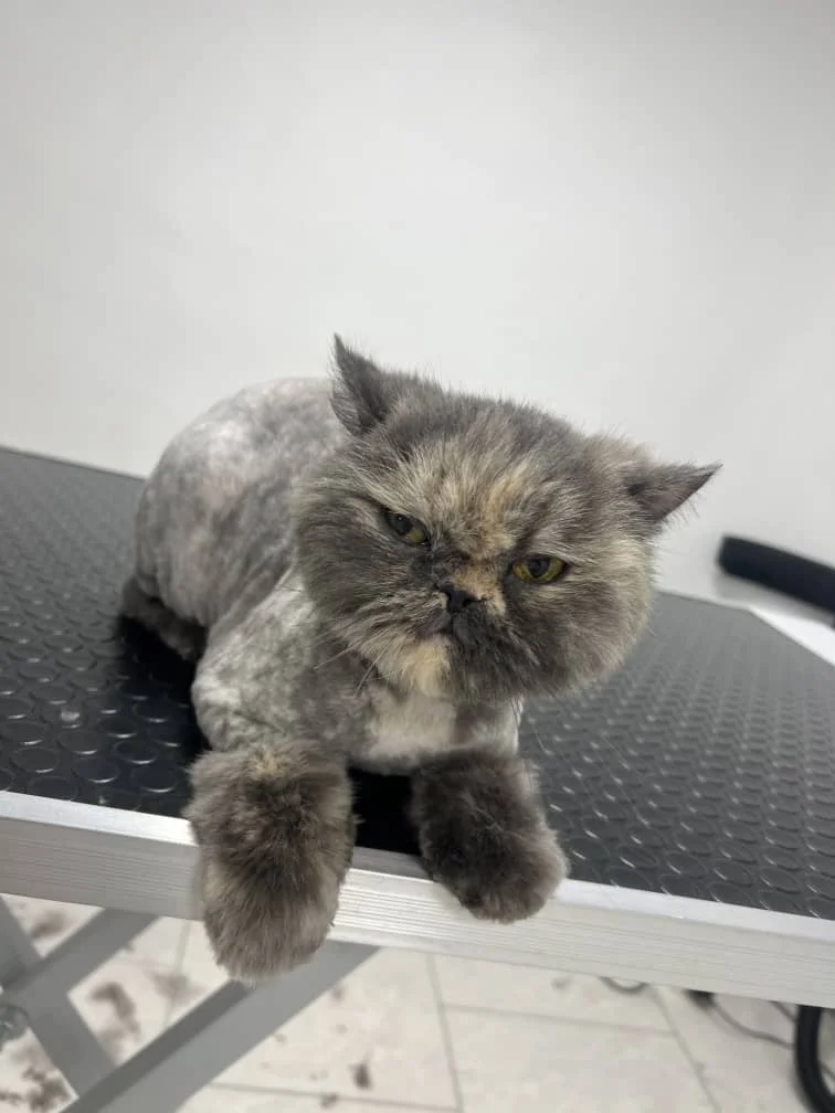 vi pet clinic 01