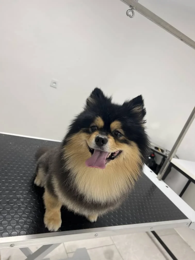 vi pet clinic 02