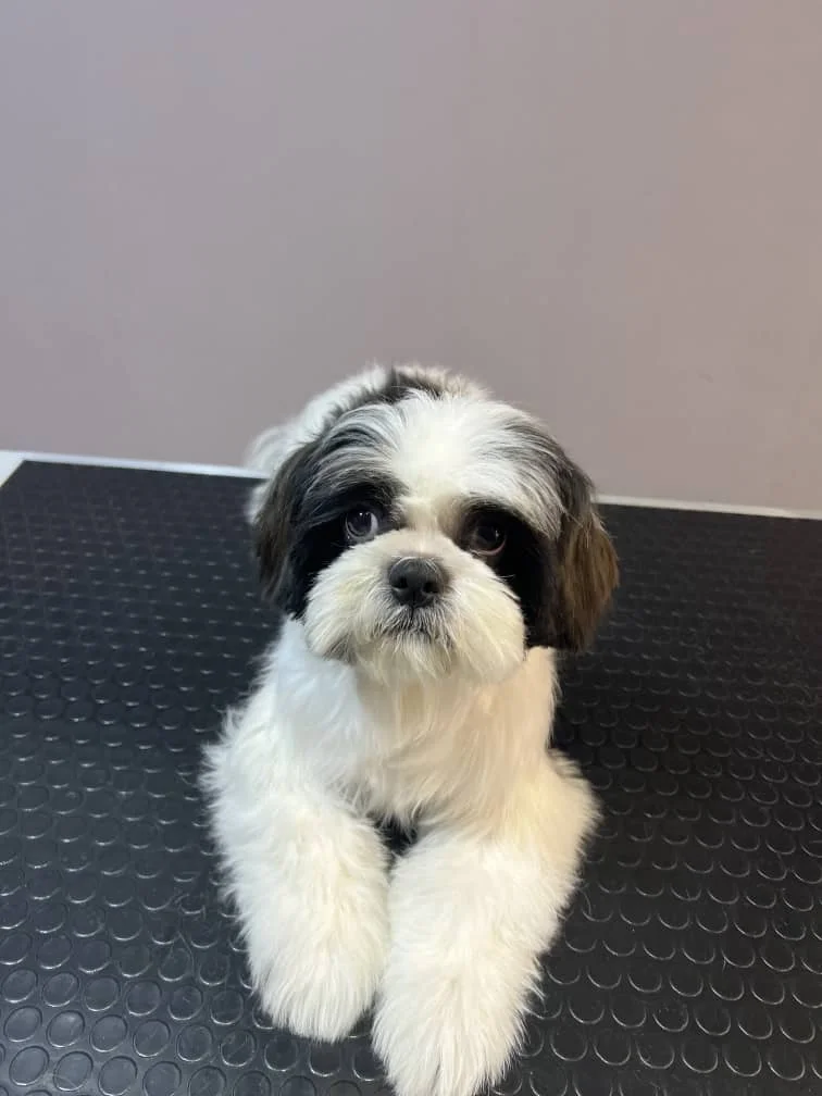 vi pet clinic 03