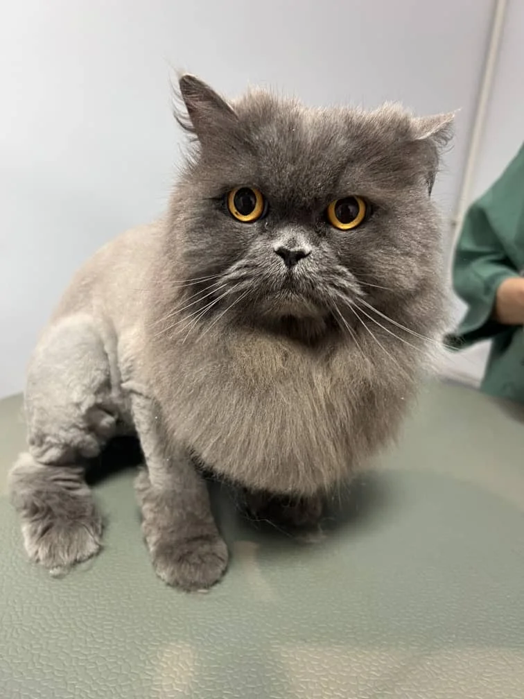 vi pet clinic 04