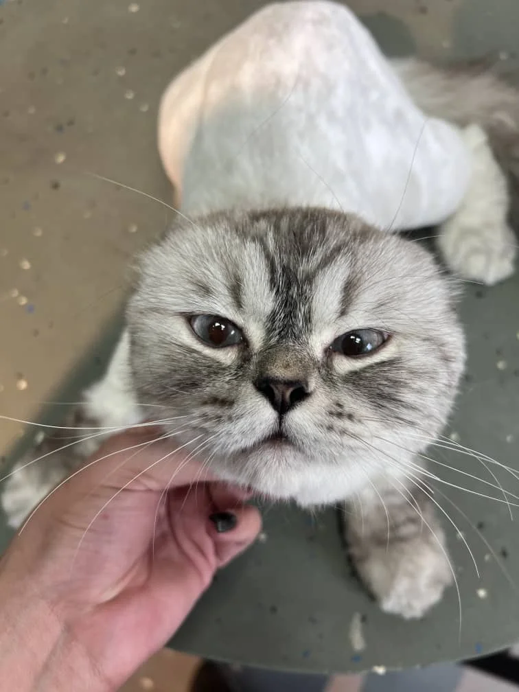 vi pet clinic 05
