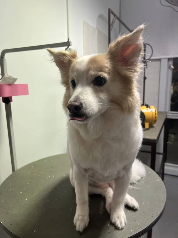 vi pet clinic 06